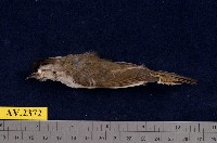 藏品(冠羽畫眉)的圖片